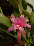 Epiphyllum hybr., Epicactus 'Chopin'