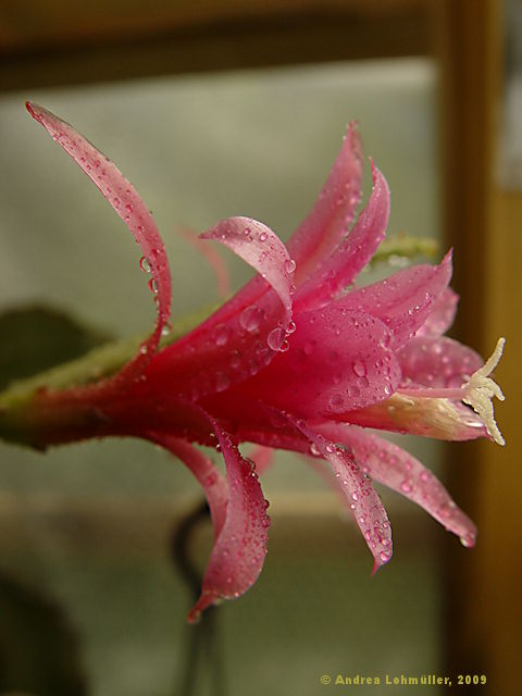 Epiphyllum hybr.