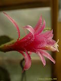 Epiphyllum