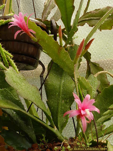 Epiphyllum hybr.