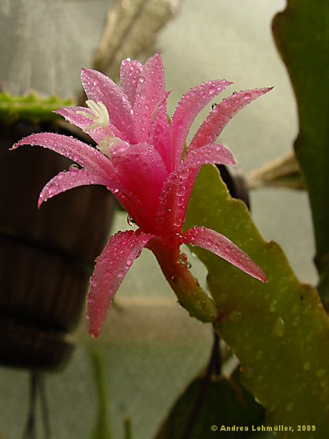 Epiphyllum hybr.