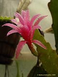 Epiphyllum hybr., Epicactus 'Chopin'