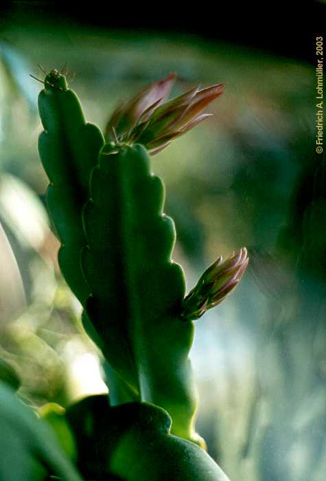 Epiphyllum hybr.