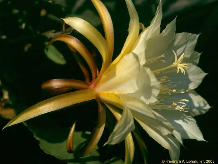 Epiphyllum hybr.