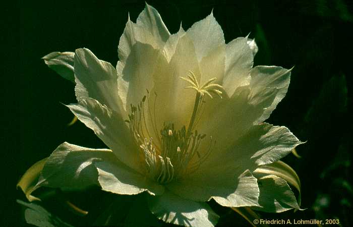 Epiphyllum hybr.