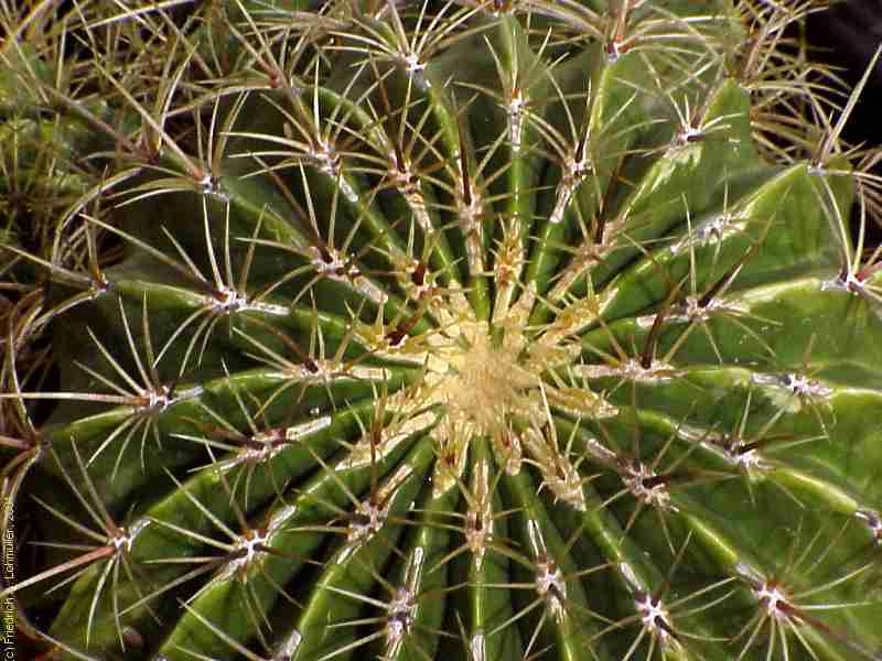 Ferocactus histrix