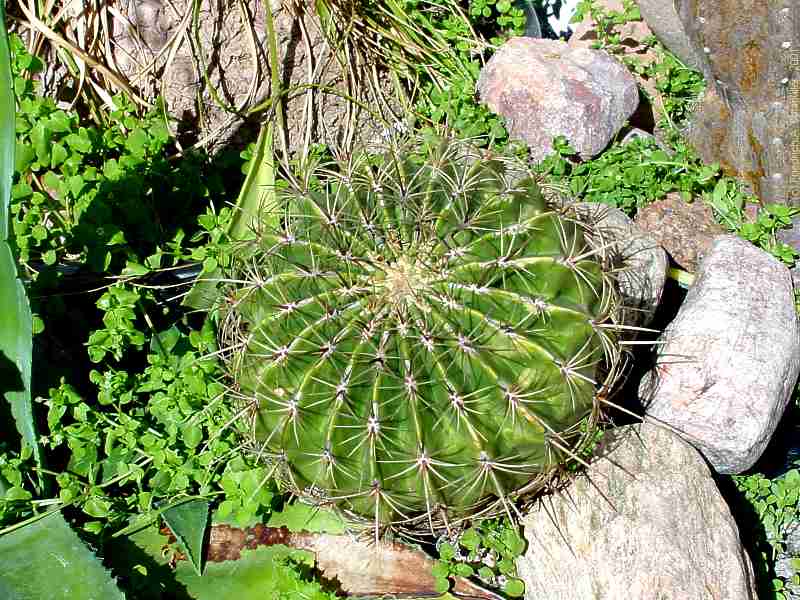 Ferocactus histrix