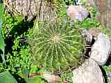 Ferocactus histrix