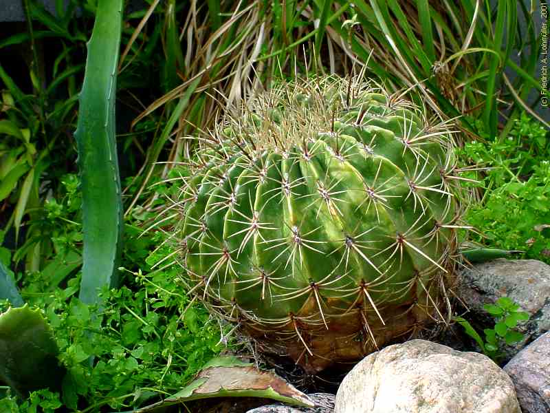 Ferocactus histrix