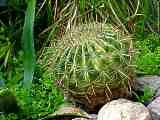 Ferocactus histrix