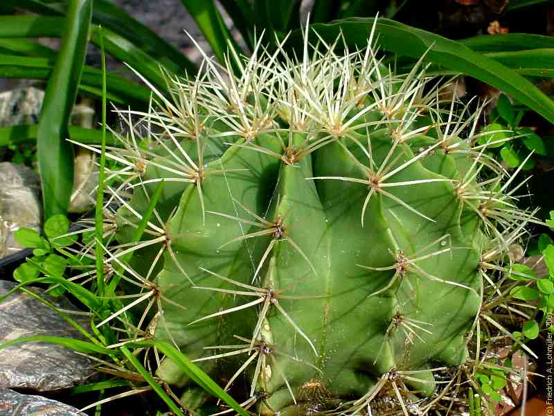 Ferocactus species