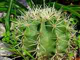 Ferocactus glaucescens