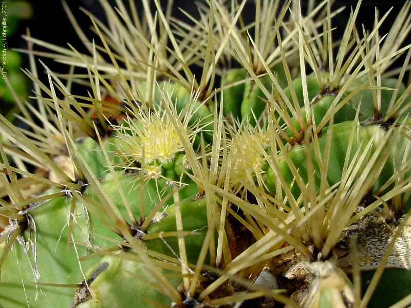 Ferocactus histrix