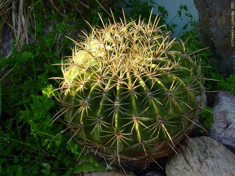 Ferocactus histrix