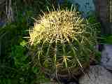 Ferocactus histrix