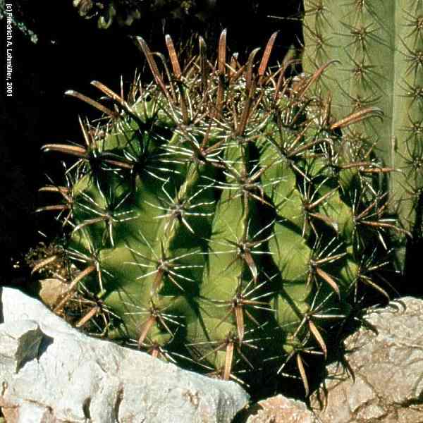 Ferocactus herrerae, Ferocactus falconeri