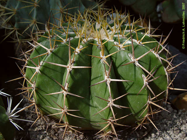 Ferocactus schwarzii