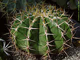 Ferocactus schwarzii