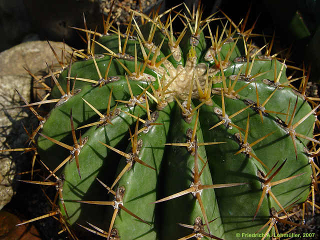 Ferocactus schwarzii