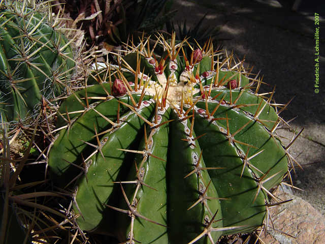 Ferocactus schwarzii