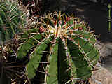 Ferocactus schwarzii