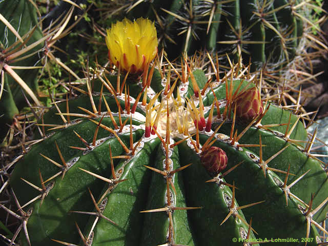 Ferocactus schwarzii