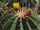 Ferocactus schwarzii