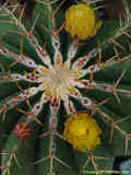 Ferocactus schwarzii