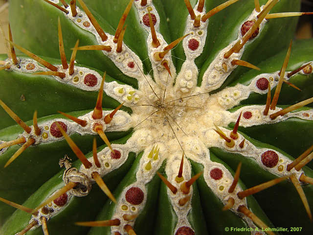 Ferocactus schwarzii