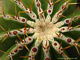 Ferocactus schwarzii