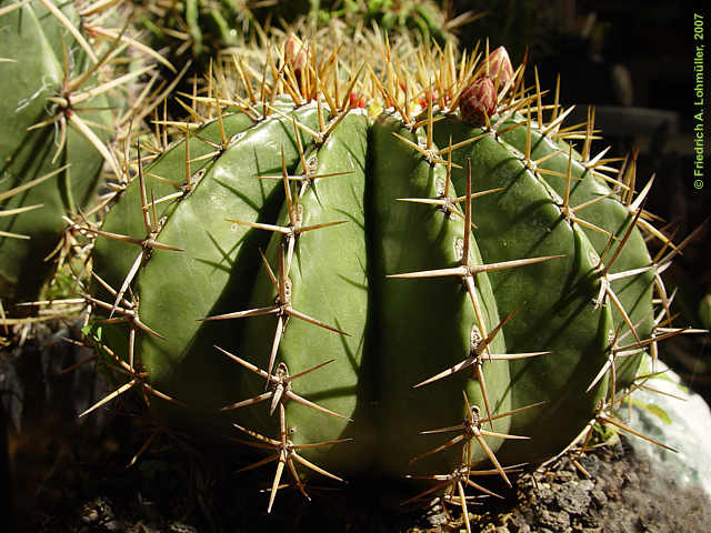 Ferocactus schwarzii