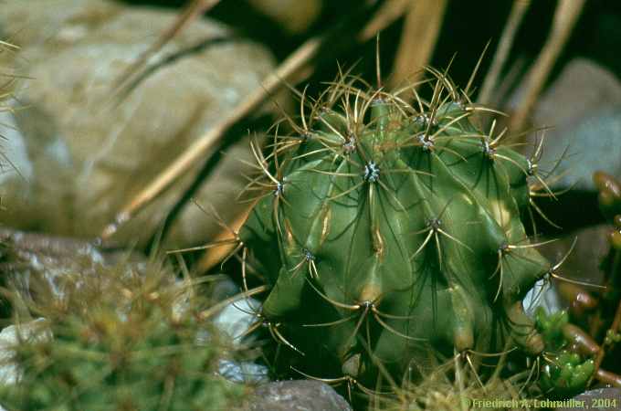 Ferocactus histrix