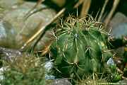 Ferocactus histrix