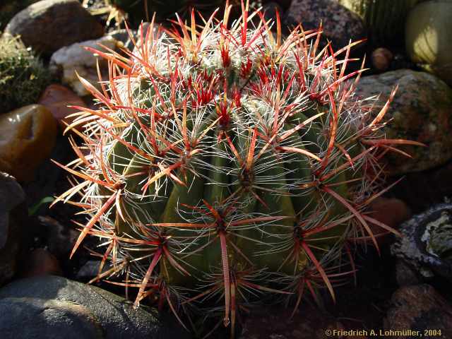 Ferocactus pilosus = Ferocactus stainesii