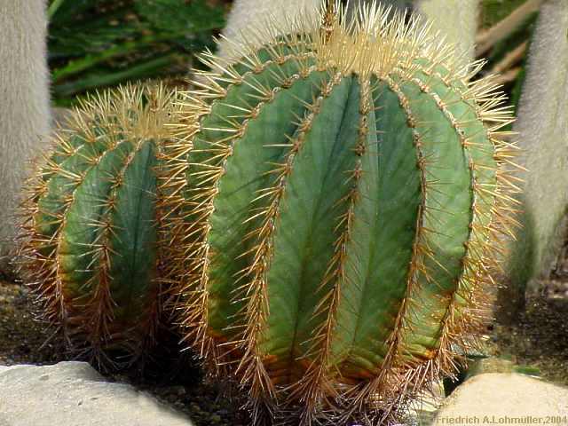 Ferocactus glaucescens