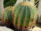 Ferocactus glaucescens