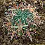 Ferocactus latispinus