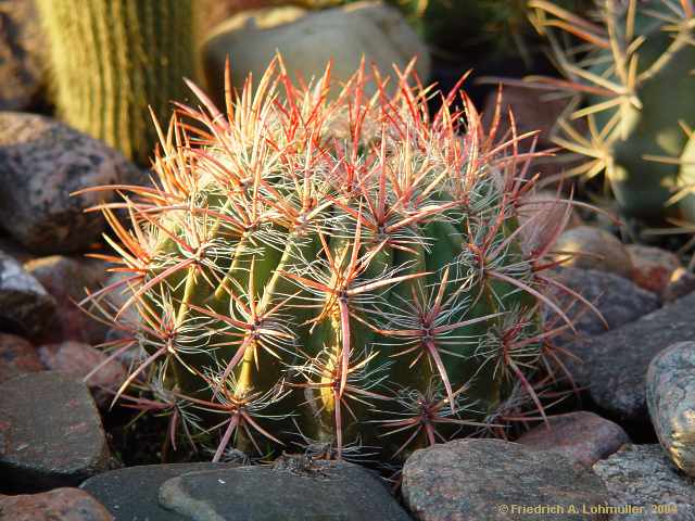 Ferocactus pilosus = Ferocactus stainesii