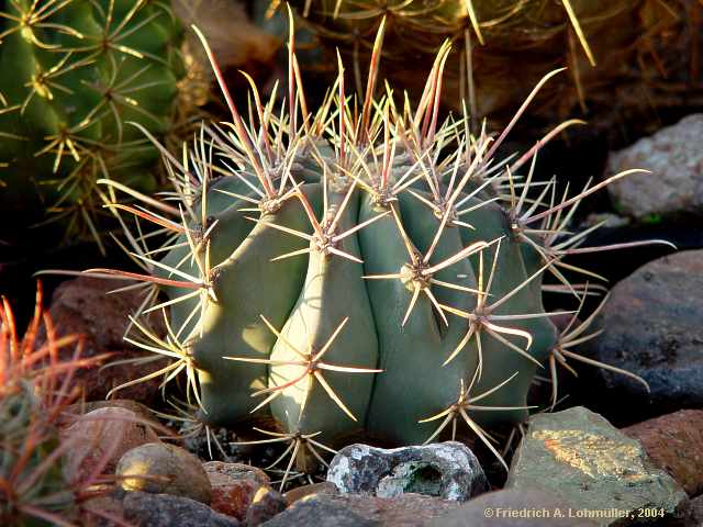 Ferocactus emoryi ssp. rectispinus = Ferocactus rectispinus