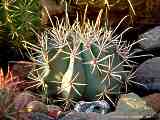 Ferocactus emoryi ssp. rectispinus