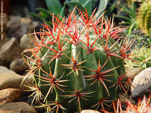 Ferocactus pilosus = Ferocactus stainesii