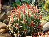 Ferocactus pilosus