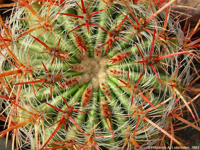 Ferocactus pilosus = Ferocactus stainesii