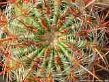 Ferocactus pilosus