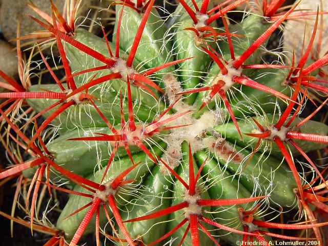 Ferocactus pilosus = Ferocactus stainesii