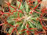 Ferocactus pilosus