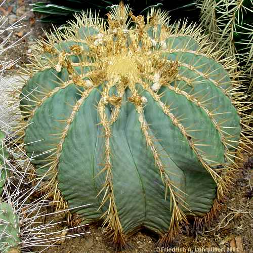 Ferocactus glaucescens