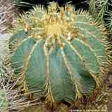 Ferocactus glaucescens