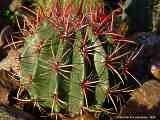 Ferocactus pilosus