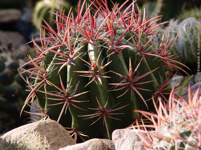 Ferocactus pilosus = Ferocactus stainesii